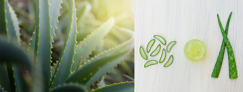 aloe-vera-plant-for-bathroom