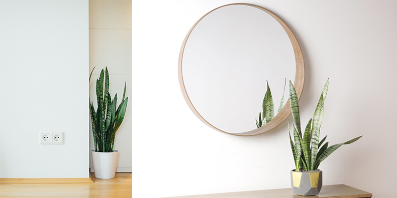 snake-plants-for-the-bathroom