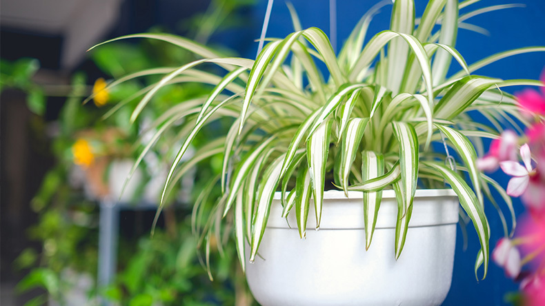 Spider Plants