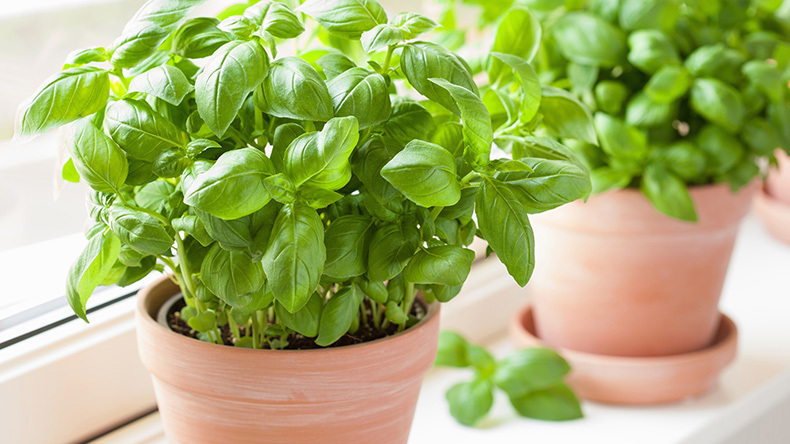 Basil Kitchen Plant